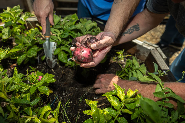 Land Together gardening at San Quentin - 2025 May