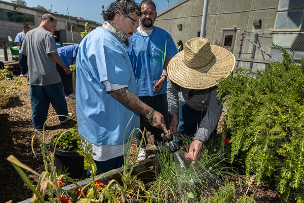 Land Together gardening at San Quentin - 2025 May